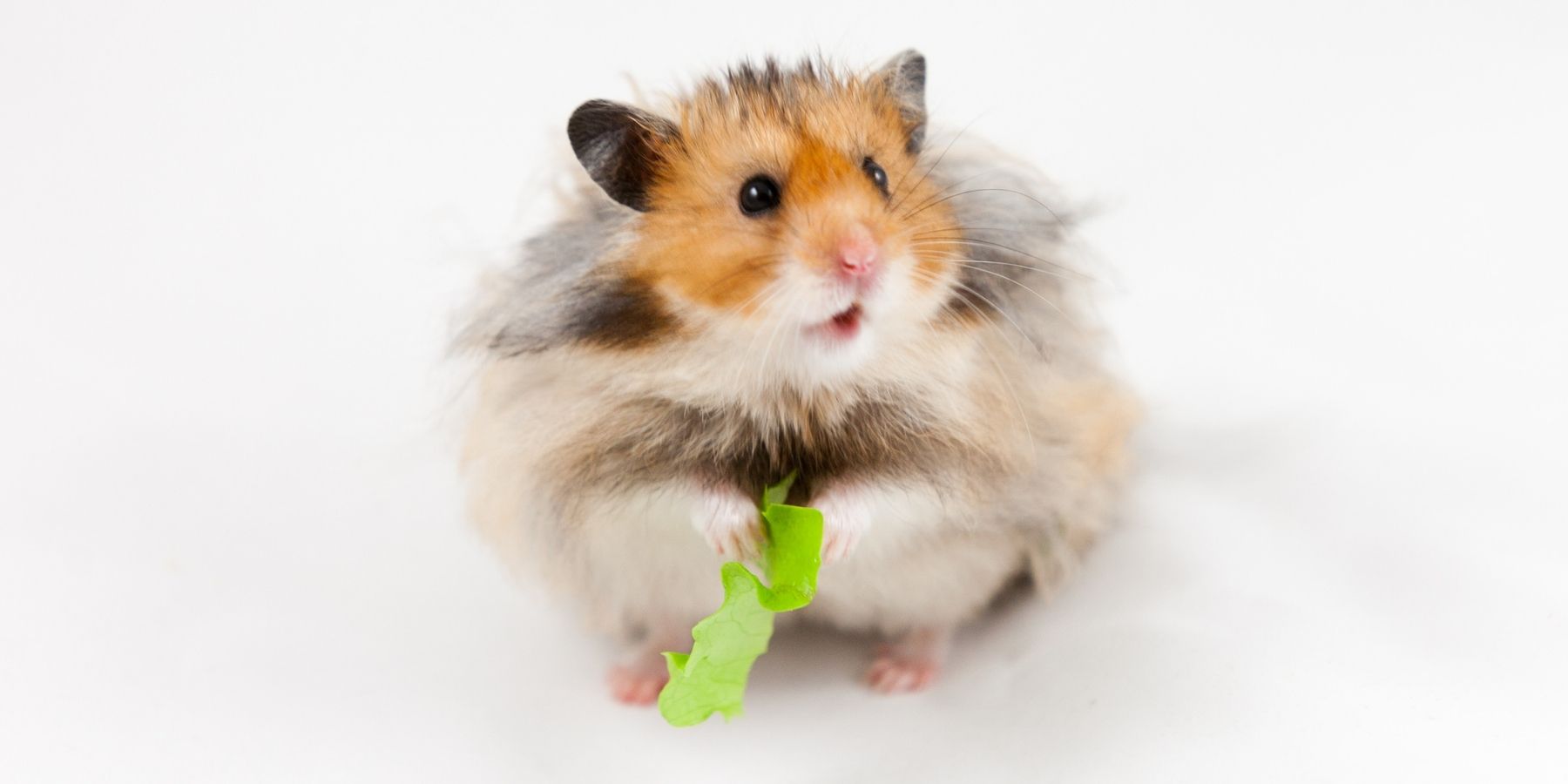 What Foods You Should Not Feed Hamsters?