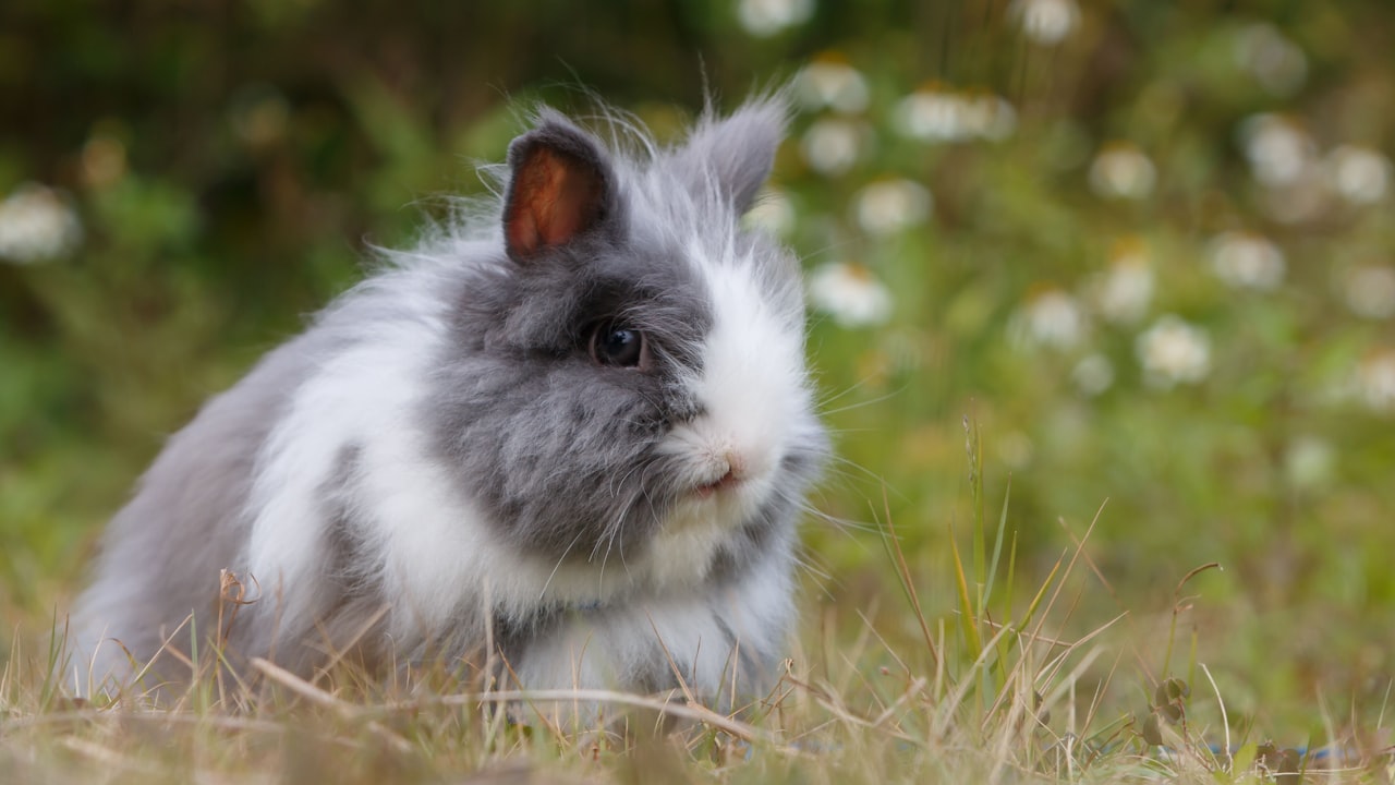 Benefits of Indoor Rabbit Hutches